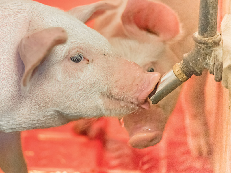 Schweine brauchen Hygiene für eine gute Gesundheit