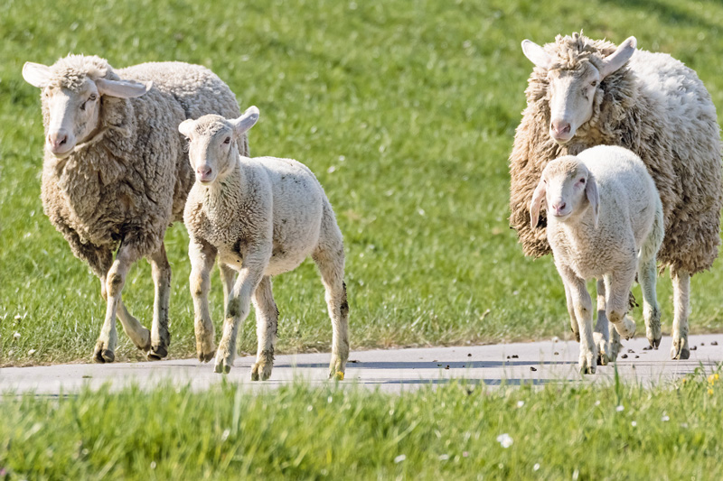 Die Klauengesundheit ist ein Grundpfeiler