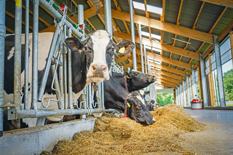 NDF-Verdaulichkeit in der Maissilage optimieren