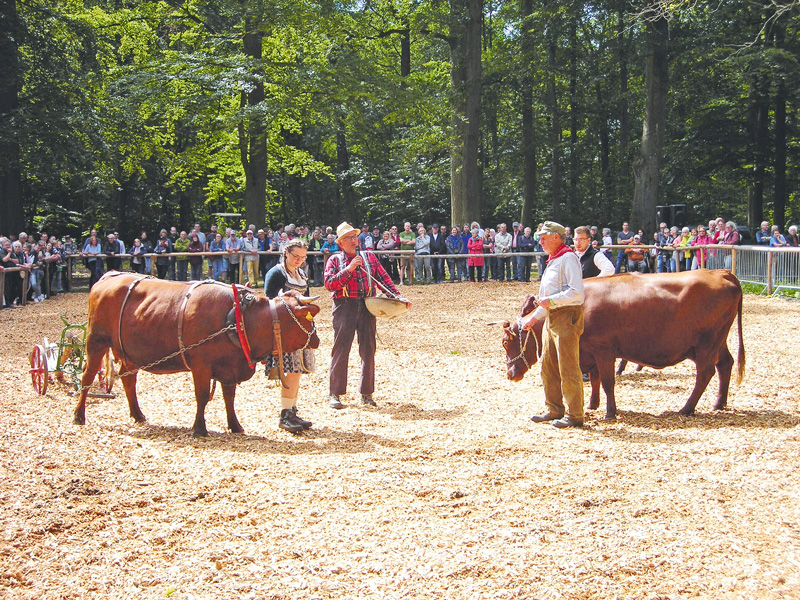 Pinzgauer, Pustertaler und Rotes Höhenvieh präsentiert