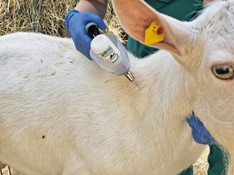 Impfungen bei Schaf und Ziege – eine sinnvolle Maßnahme?