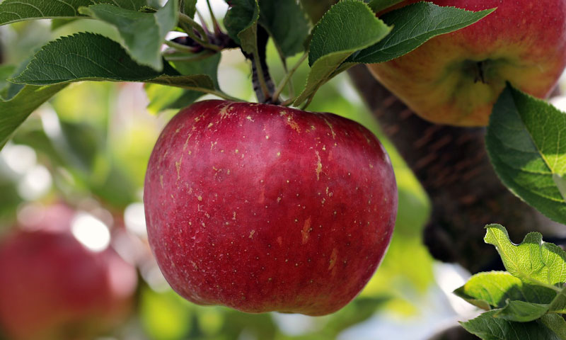 Marktkommentar Apfel und Birne