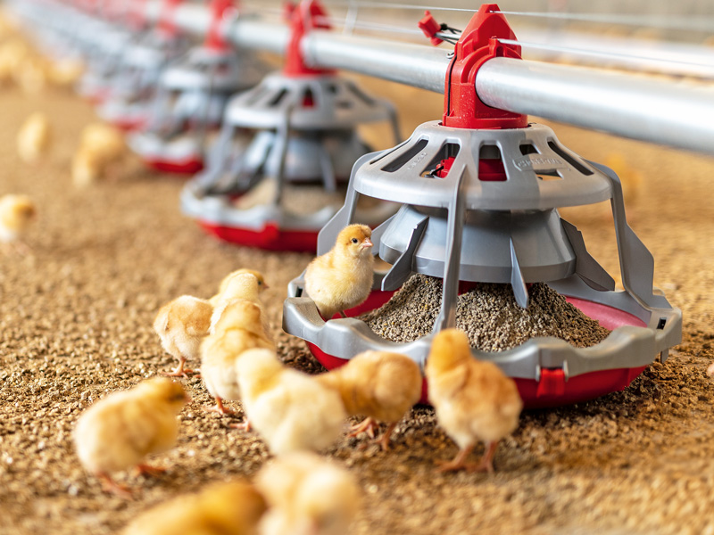 Körnerhirse als Futtermittel für die Geflügelernährung