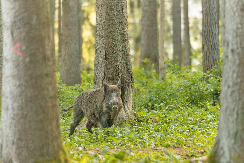 Verbreitung der Afrikanischen Schweinepest verhindern