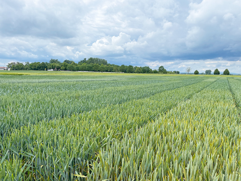 lwheute.de Große Unterschiede zwischen behandelt und unbehandelt