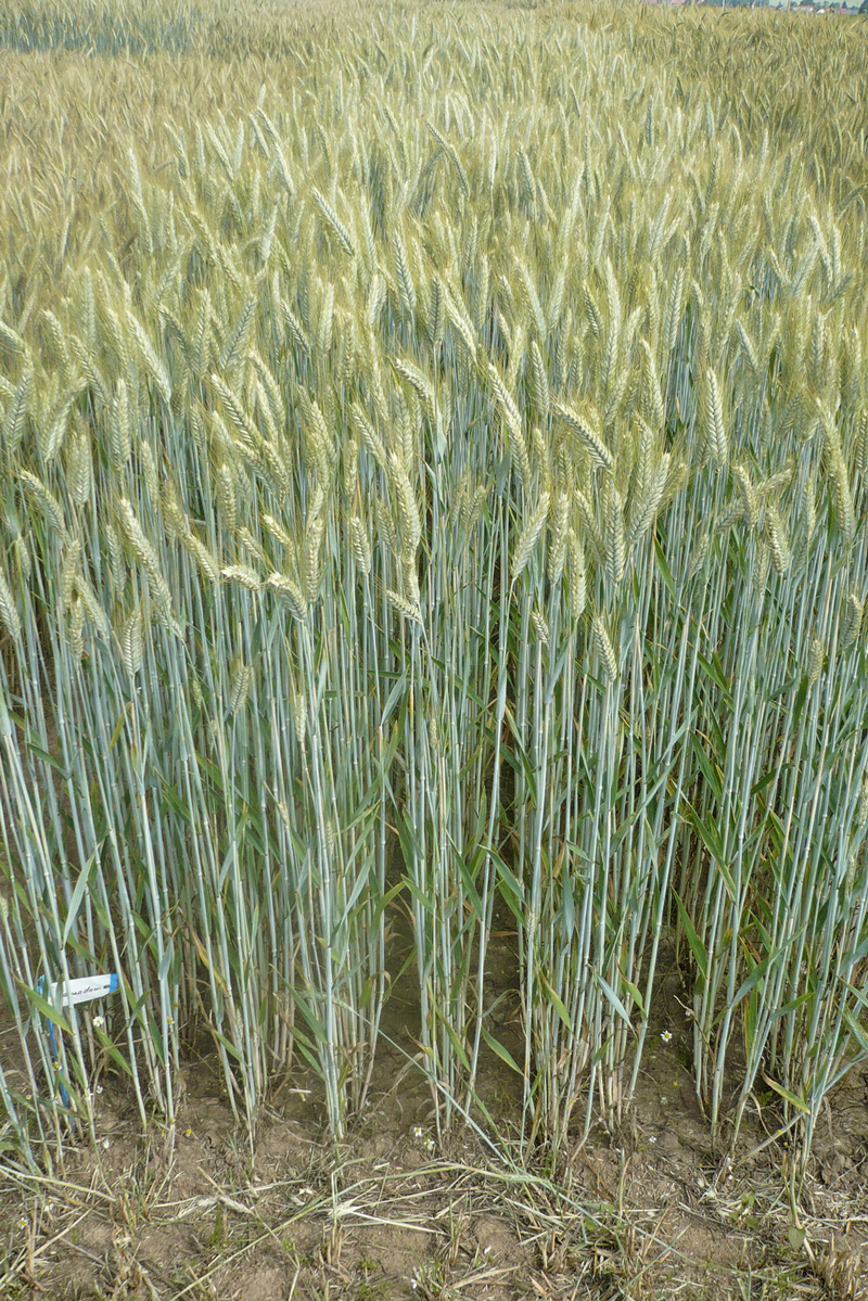 Wintertriticale – eine wichtige Kultur im Ökolandbau 

