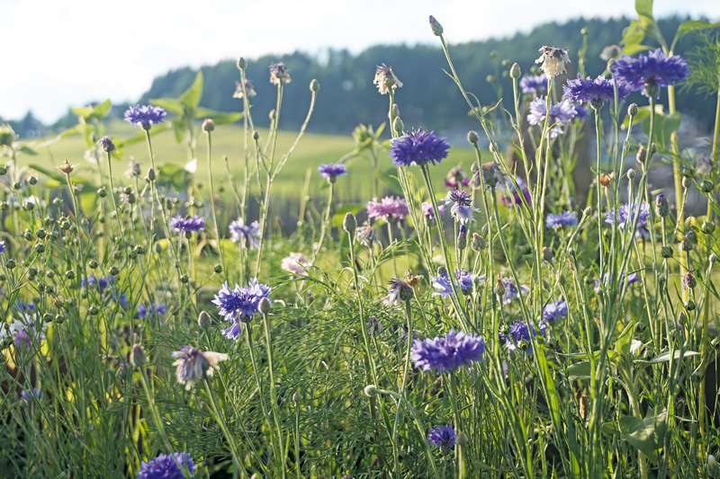 Frühstart im kühlen Herbst