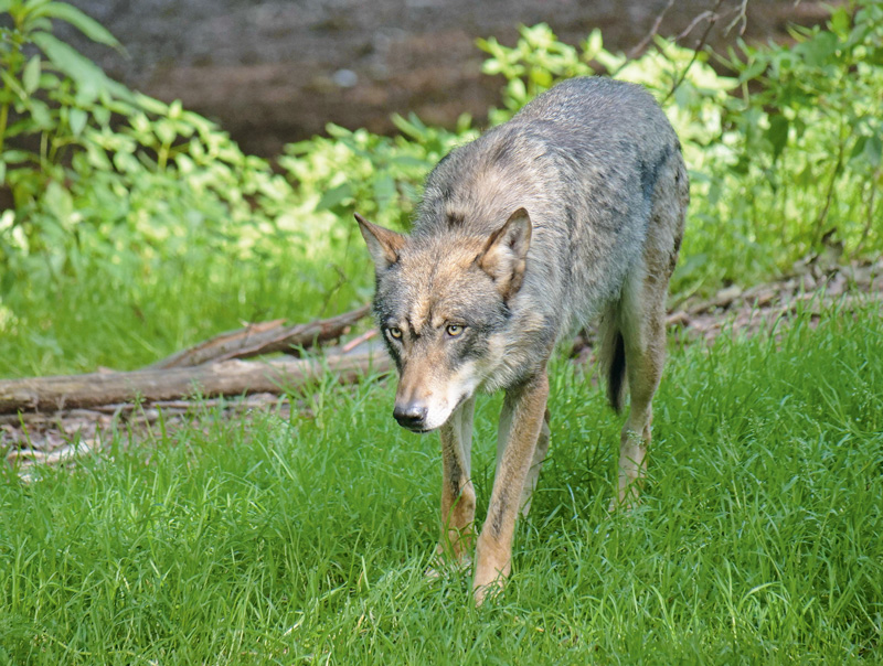 Bewegung beim Schutzstatus des Wolfs