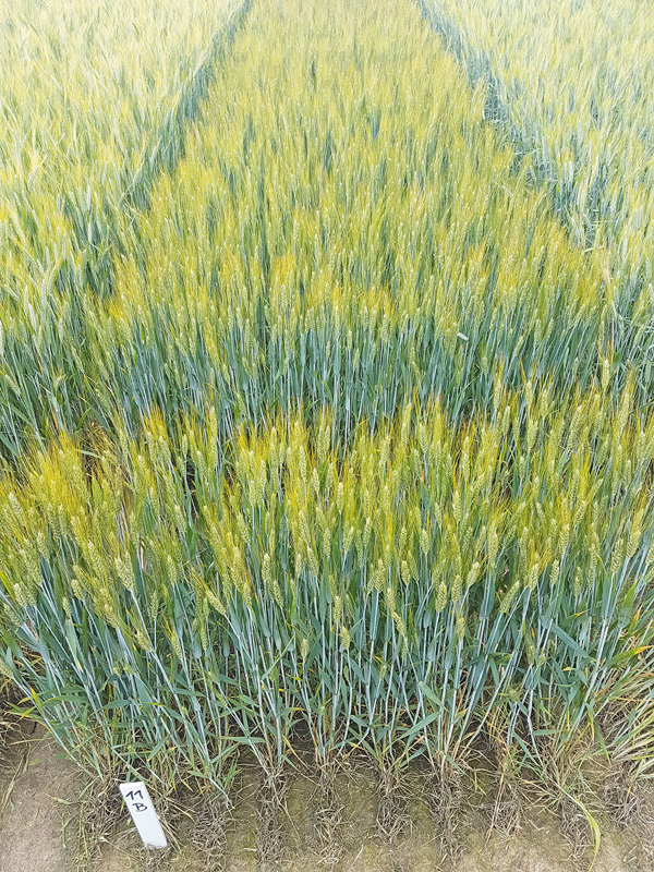 Durum wird von Handel und Verarbeitern gesucht