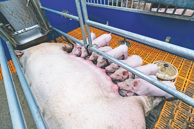 Wie die Mutter, so die Töchter