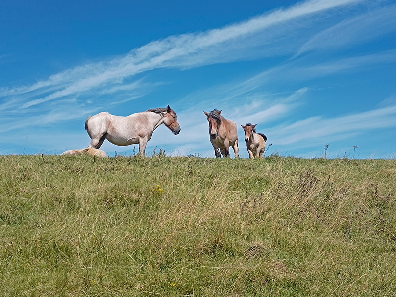 Pferde als Grenzgänger im ökologischen Landbau