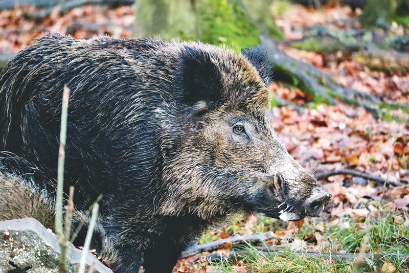 Wildschweine auf der Rettbergsaue
