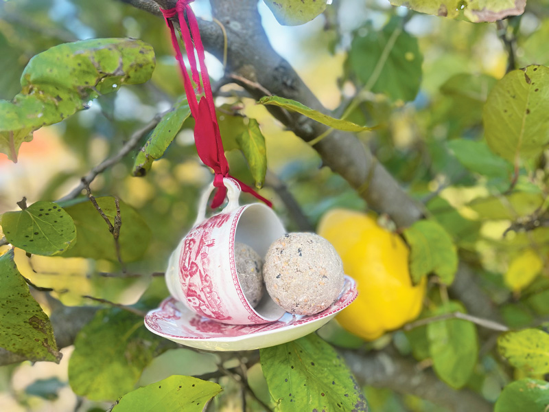 Buntes Büfett für Vögel