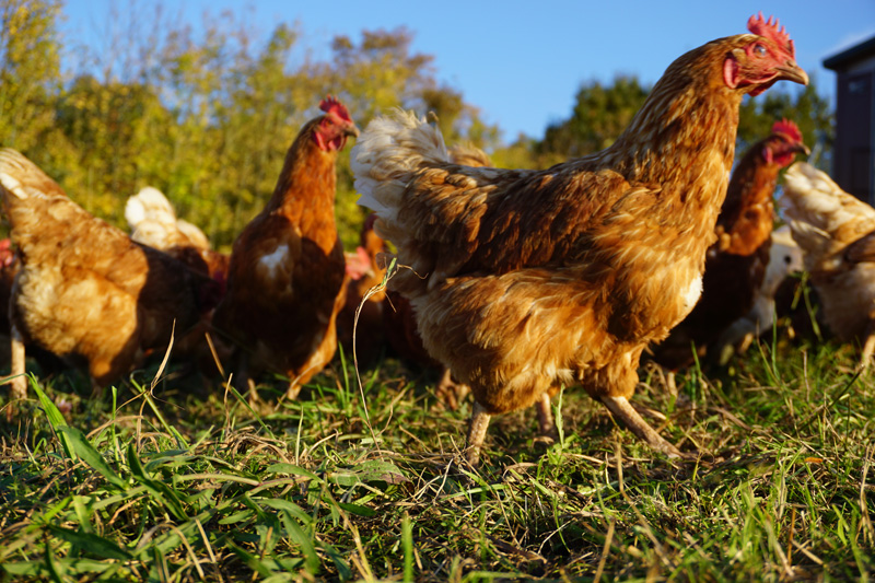 Beiträge und Kostenanteile beim Geflügel sinken deutlich