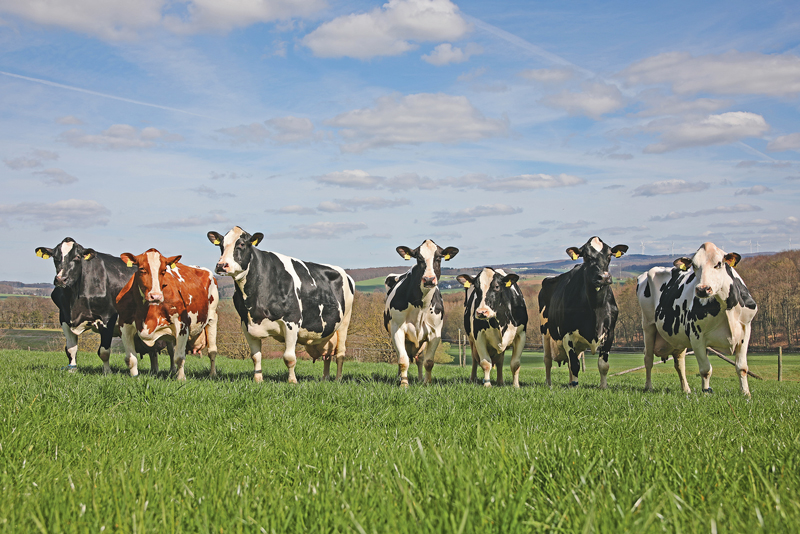 Milchleistung liegt erneut über 9 000 kg