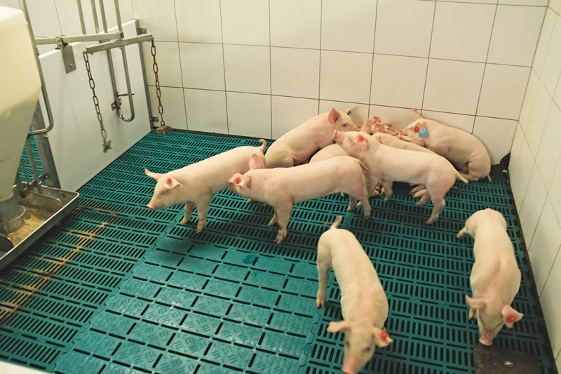 Aufzuchtferkel: höchste Zunahmen in großen Gruppen