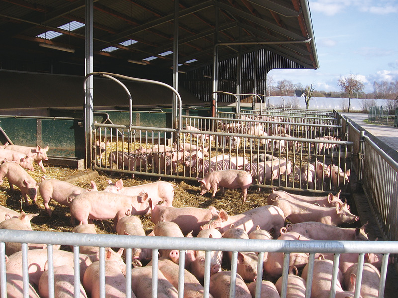 Bioland-Schweine-Tagung: In Bewegung bleiben