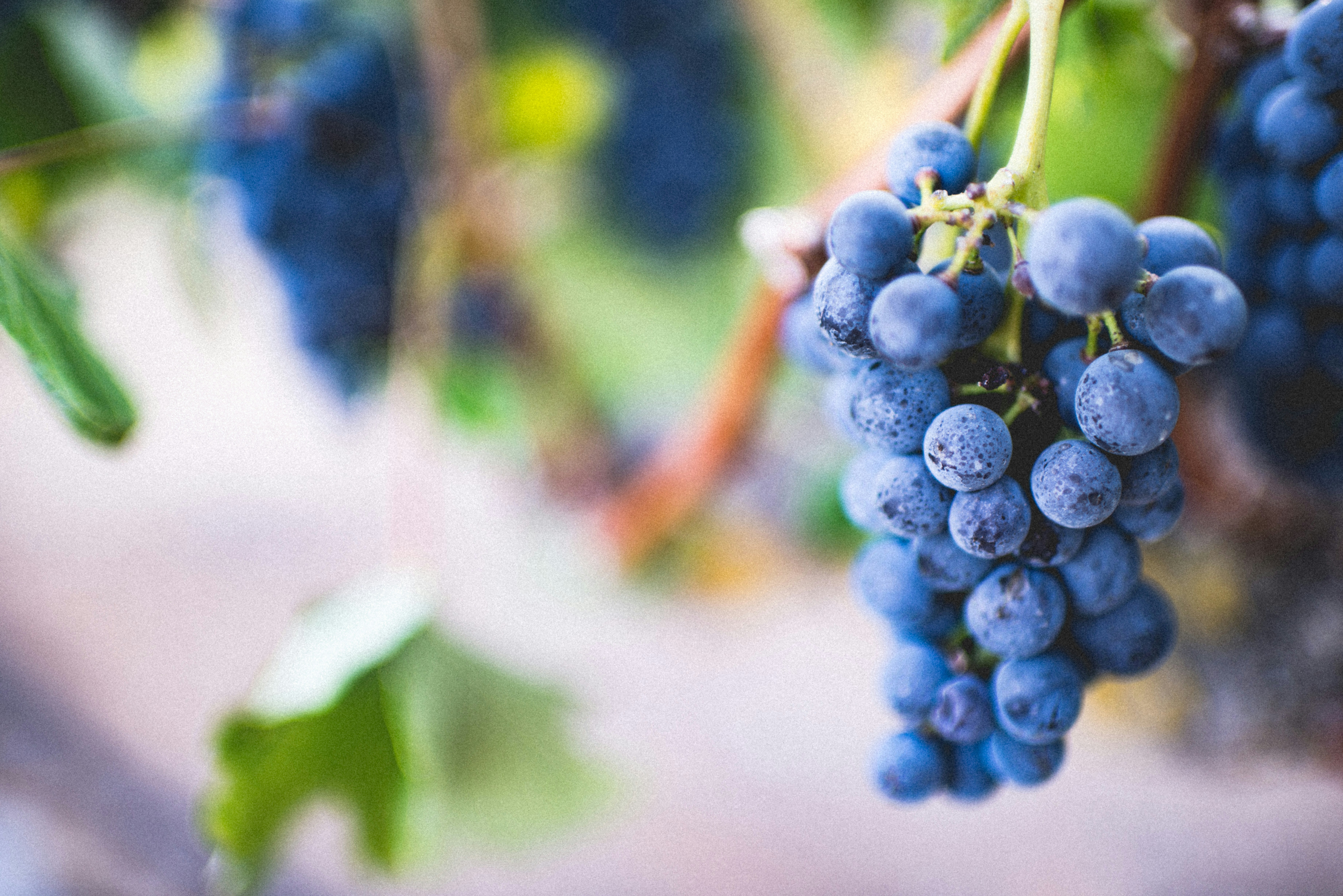 Beeindruckende Vielfalt in der Region Rheinhessen
