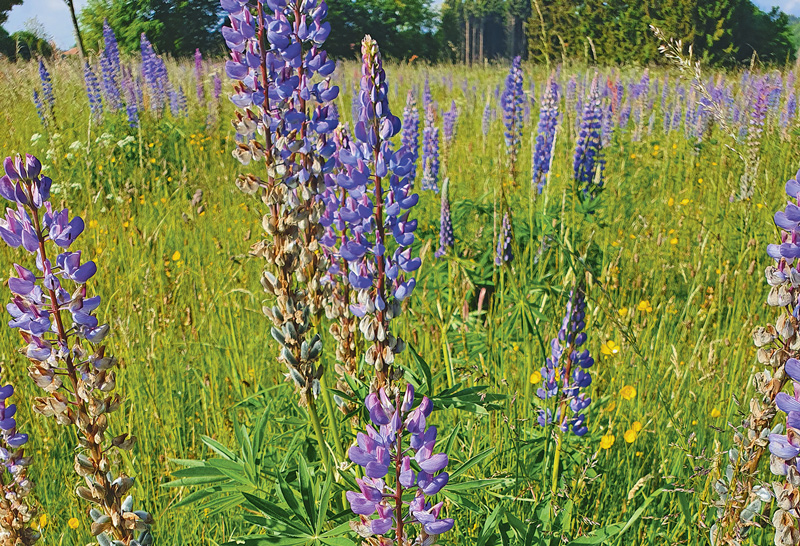 Wie giftig ist die Staudenlupine?