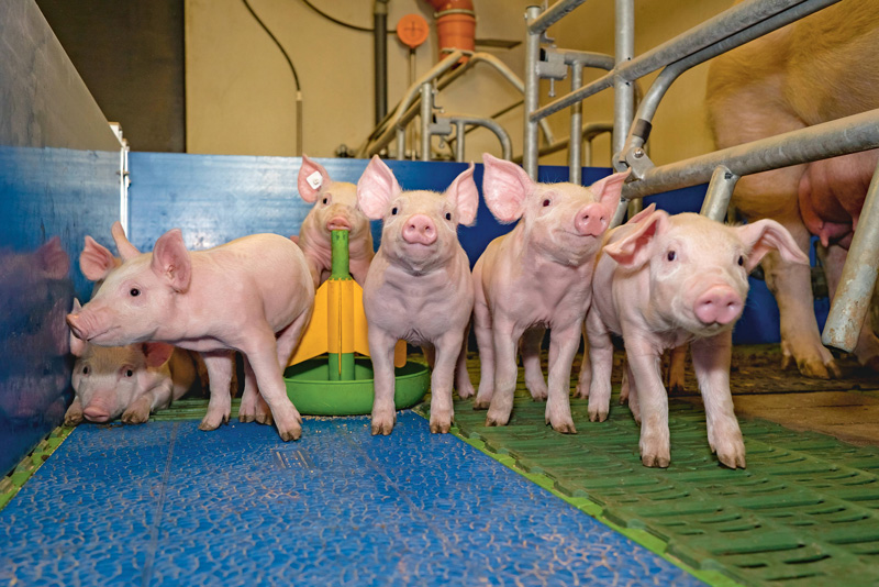 Gesunde Ferkel von der Geburt bis zur Aufzucht
