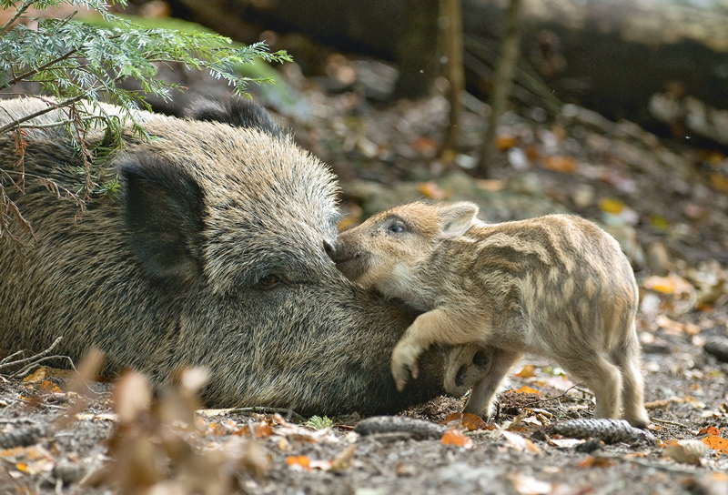 Praxis Schwarzwildbejagung – mehr Flexibilität gefordert
