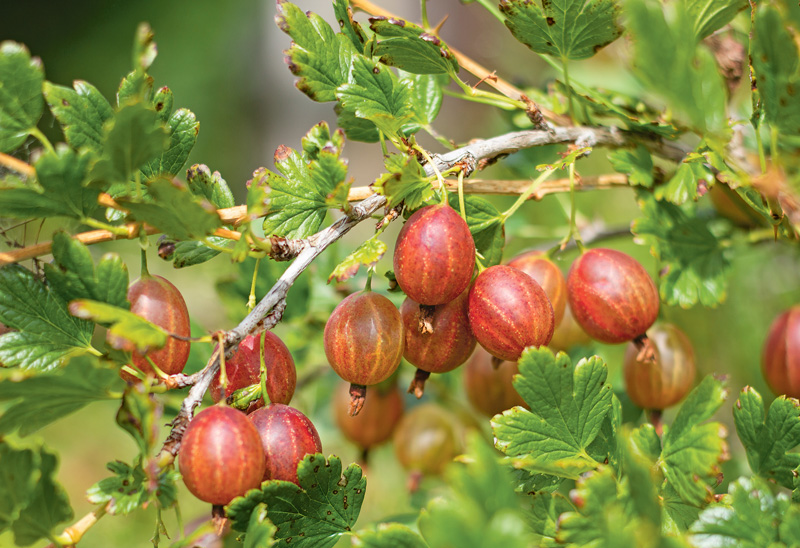 Süße und Säure in Stachelbeeren perfekt vereint