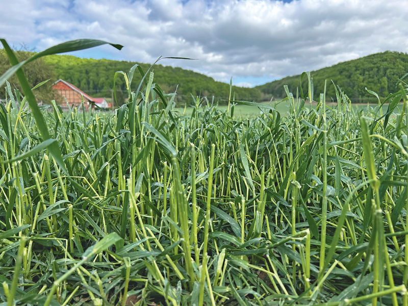 Rund 800 Schläge, 2000 ha und 80 Betriebe betroffen