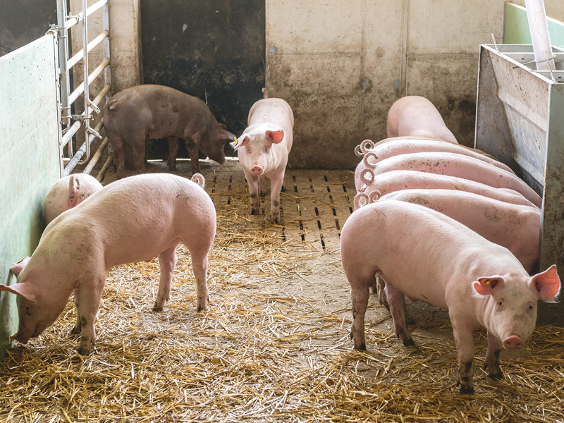Informationen zum Tierhaltungskennzeichnungsgesetz