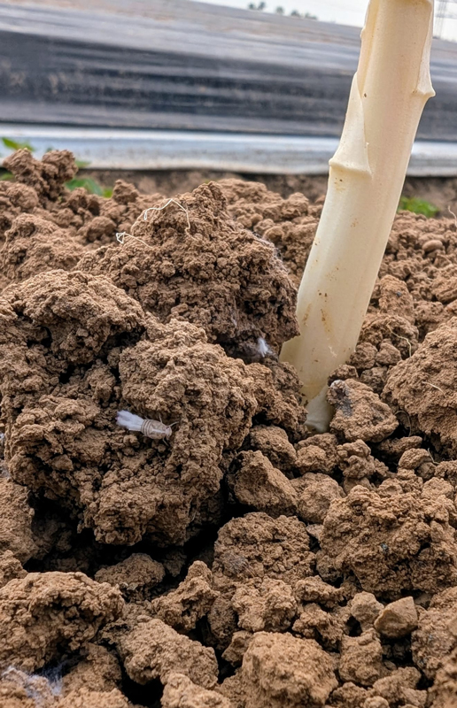 Erste Schilf-Glasflügelzikaden an Spargel und Rhabarber