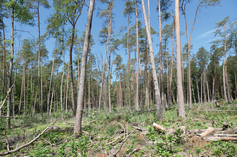 Wald und Waldbesitzer haben im Jahr 2024 aufgeatmet