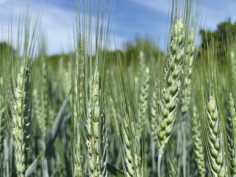Auf Ährenfusarium und Mutterkorn-Befall achten