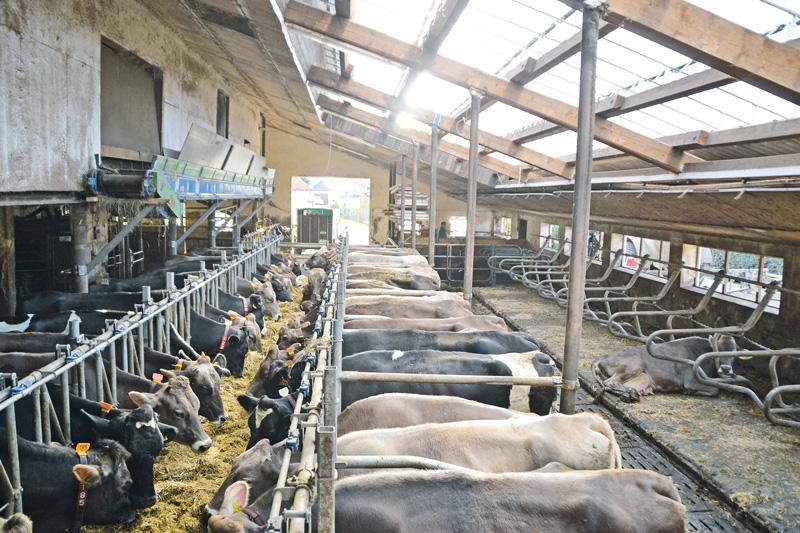Hitzestress bei Kühen entgegenwirken