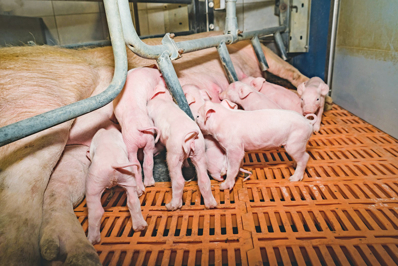 Zucht auf kürzere Schwänze für weniger Schwanzbeißen?
