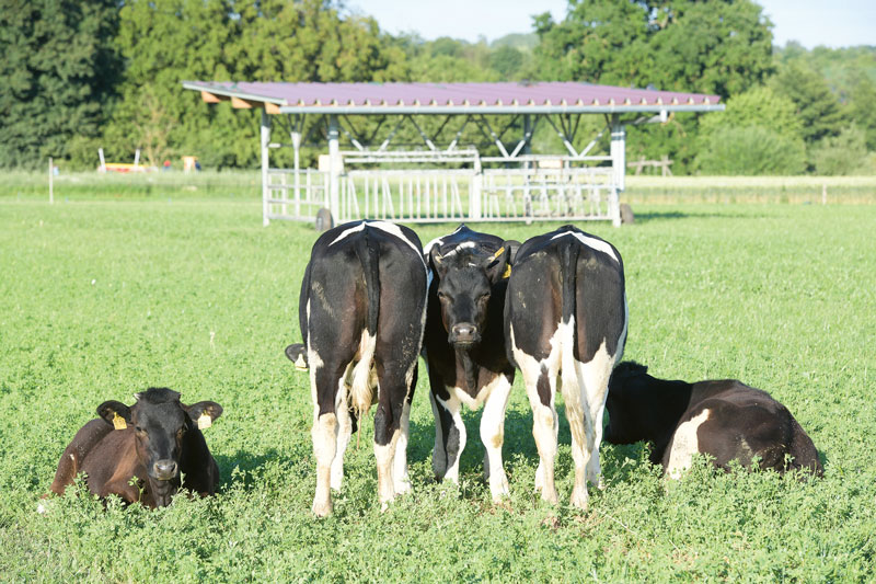 Kalbfleisch – Problemfall mit Potenzial