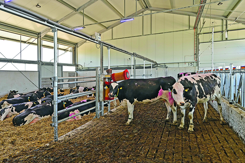 Mithilfe von Schlachtbefunden Schwachstellen erkennen