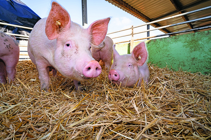 Markt für Bio-Schweinefleisch voranzubringen ist das Ziel