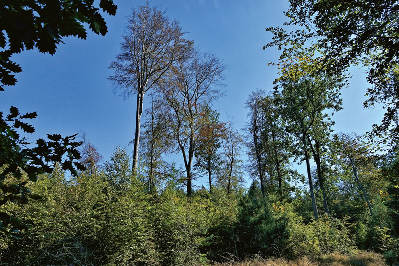Trockenstress bei freigestellten (Alt-)Buchen