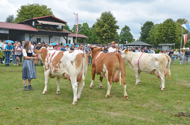 Hochwertige Rinder im Ring bei der Beerfelder Schau