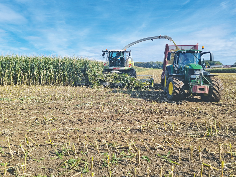Maissilagebereitung strukturiert angehen