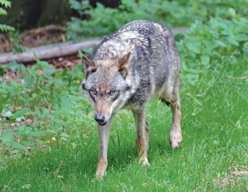 Kritik an Angaben Deutschlands zum Wolf