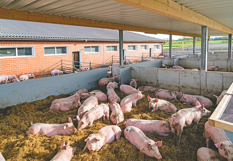Schweine noch schwerer mästen?