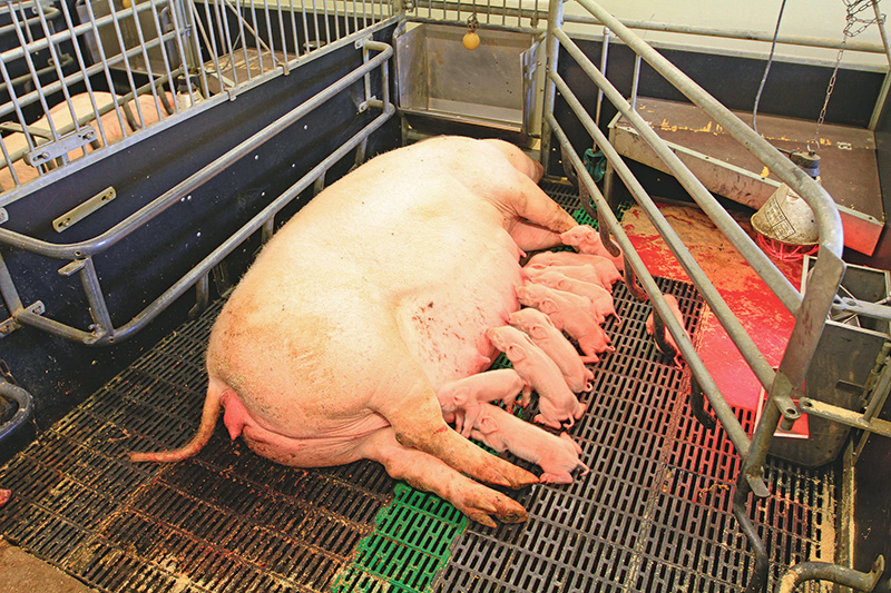 Edelschweine und Hybridsauen vertragen die Hitze besser