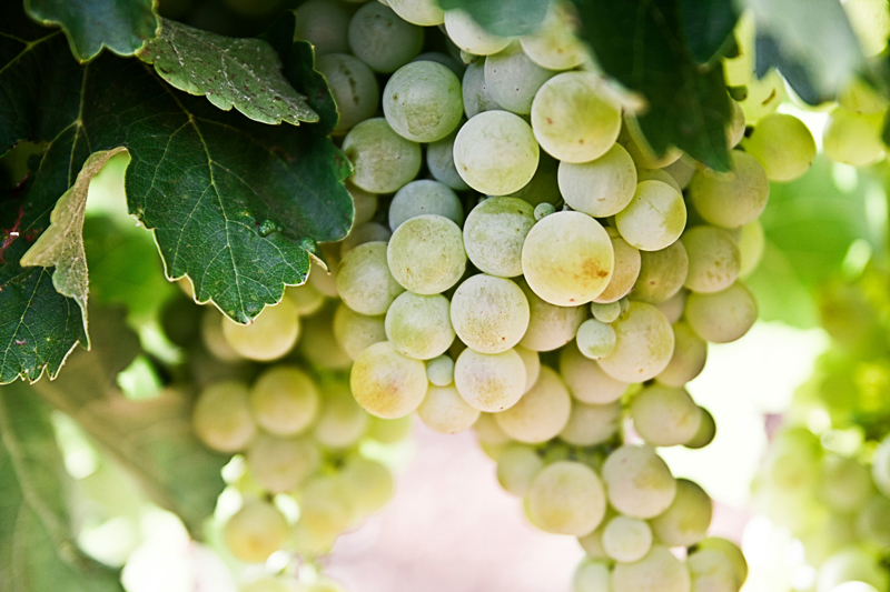 Ohne Weinbau wäre Rheinland-Pfalz nicht Rheinland-Pfalz