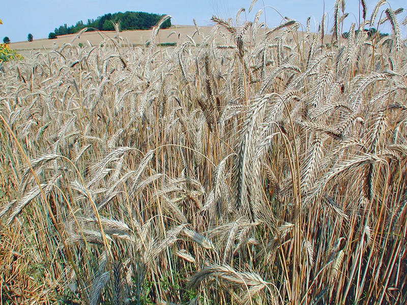 Triticale hat nicht enttäuscht