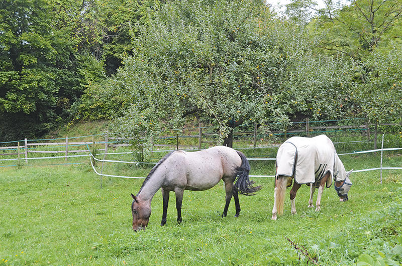 Baumfrüchte sind im Herbst eine unterschätzte Gefahr