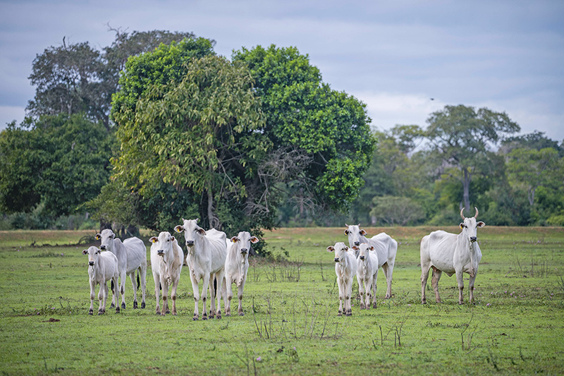 Kommission stößt Ratifizierung des Mercosur-Abkommens an