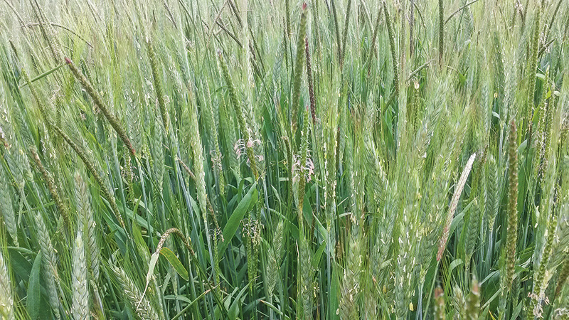 Herbizideinsatz im Herbst wird immer entscheidender