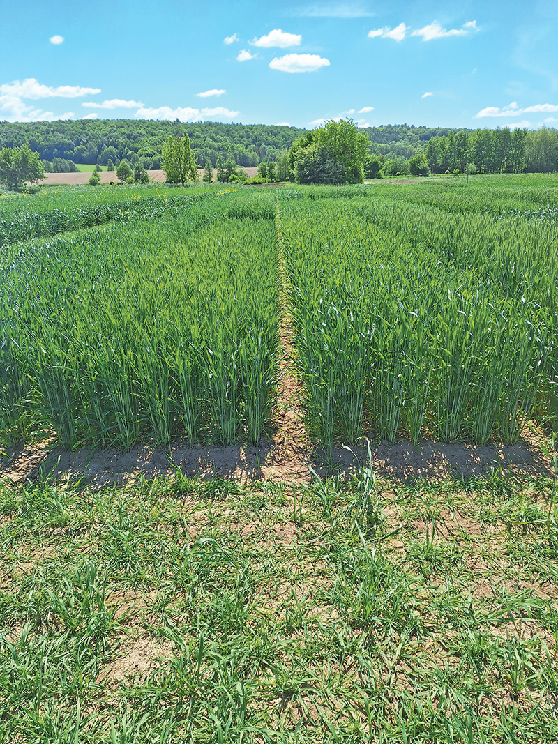 Wintertriticale glänzt erneut mit Höchsterträgen 