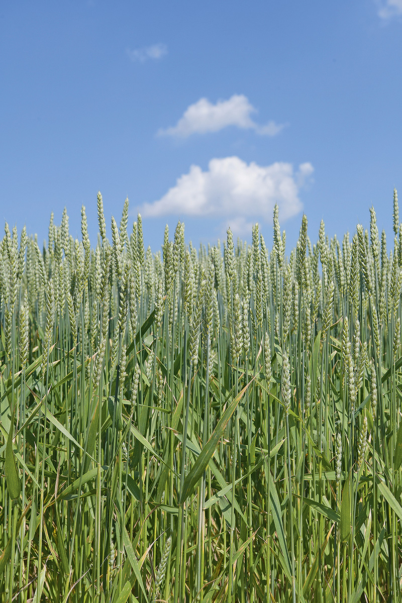 Weizen bekam die Trockenheit zu spüren
