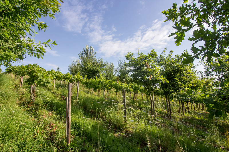 Bäume stärken Reben – bei gleicher Weinqualität